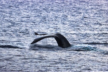 Obraz premium Maui, Hawai'i, USA