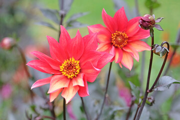 Obraz premium Peach and coral star dahlia ‘Waltzing Mathilda’ in flower.