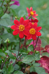 Red dwarf dahlia &lsquo;Topmix Red&rsquo; in flower.
