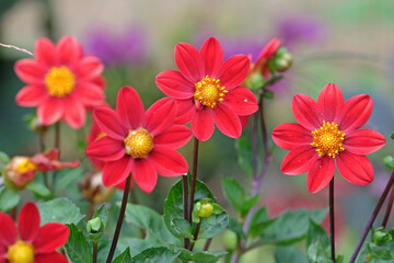 Red dwarf dahlia ‘Topmix Red’ in flower.