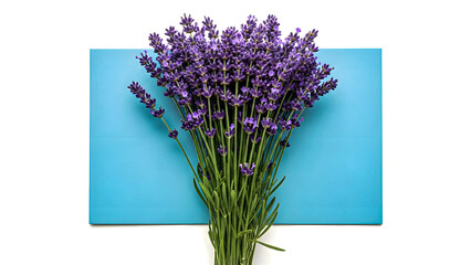 Vibrant Lavender Bouquet on Blue Background, Fresh Aromatic Purple Flowers Flat Lay