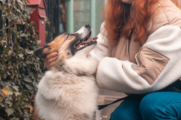 The hands of a female owner stroke her samoyed husky dog on the street during a walk in the autumn. © Mikhail
