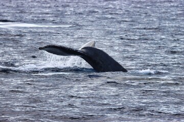 Fototapeta premium Maui, Hawai'i, USA
