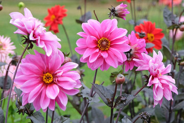 Obraz premium Pink double dahlia ‘Fascination’ in flower.
