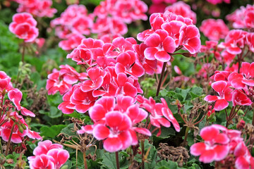Pink and white Annual geranium&rsquo; Spanish Wine Burgundy&rsquo; in flower.