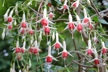 White and red Fuchsia &lsquo;Lye&rsquo;s Unique&rsquo; in flower.