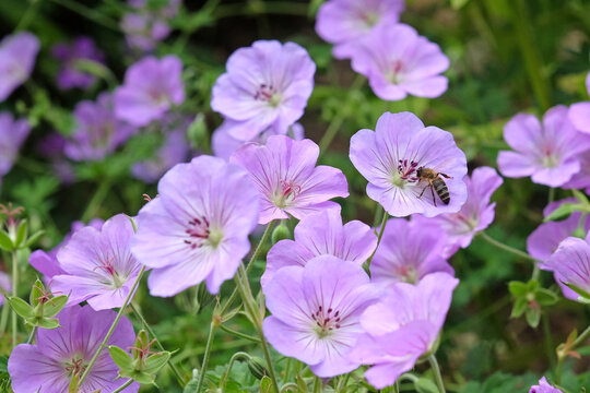 Lilac purple hardy geranium cranesbill &lsquo;Azure Rush&rsquo;  in flower.