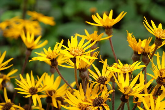 Yellow Ligularia dentata, also known as summer ragwort or leopard plant, &lsquo;Othello&rsquo; in flower.