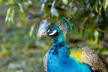 Obraz premium Indian Peafowl (Pavo cristatus), Found in forests and farmland across the Indian Subcontinent