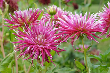Purple and white cactus dahlia, &lsquo;Hollyhill Spiderwoman&rsquo; in flower.