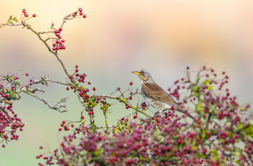 Fieldfare bird, Scientific name: Turdus pilaris perched amongst red Hawthorn berries in late Autumn.  Yorkshire Dales, UK. Facing left. Clean background.  Copy space.  Horizontal.