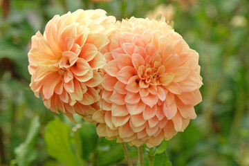 Yellow and peach decorative ball Dahlia ‘Bracken Glenda’ in flower. © Alexandra