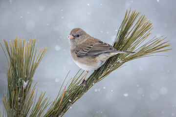 A Dark Eyed Junco pauses on a pine branch with falling snowflakes all around. 
