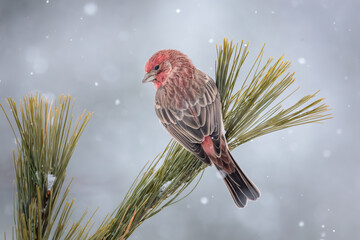 A rosy colored male House Finch pauses on a pine branch with falling snowflakes all around.