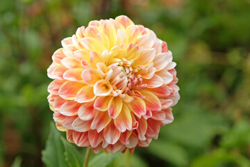 White, yellow and red decorative ball dahlia, &lsquo;Jowey Fantasy&rsquo; in flower.
