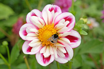 A bumble bee sits on the pink and white collarette dahlia, &lsquo;Bumble Rumble&rsquo; in flower.