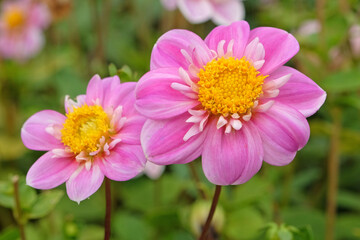 Pink Collarette Dahlia &lsquo;Hartenaas&rsquo; in flower.