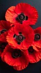poppy flower background