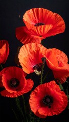 poppy flower background