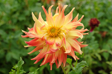 Obraz premium Yellow and red variegated decorative dahlia, ‘Fired Up’ in flower.