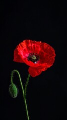 poppy flower background