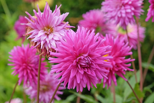 Purple pink semi cactus Dahlia &lsquo;Purple Gem&rsquo; in flower.