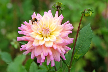 Fototapeta premium Pink and yellow semi cactus dahlia, ‘Bahama Mama’ in flower.