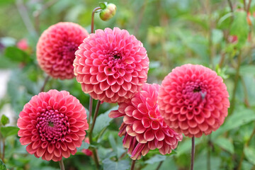 Rusty orange and red decorative ball Dahlia &lsquo;Copper Boy&rsquo; in flower.