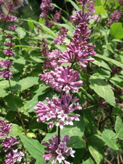 lilac bushes. wonderful flowers. The beauty of nature