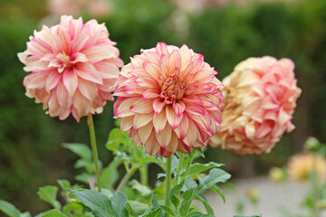Cream and pink tipped decorative Dahlia &lsquo;Lady Darlene&rsquo; in flower.