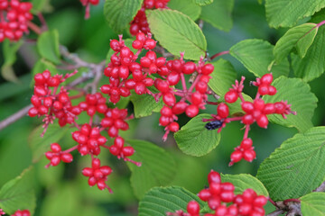 Red berries of Viburnum dilatatum, or Linden Arrowwood or Linden Viburnum.