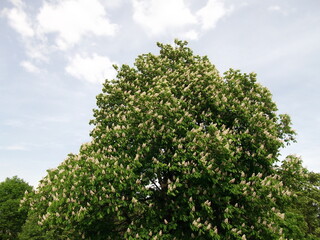 chestnut tree with flowers. The beauty of nature