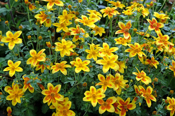 Yellow and red Bidens Ferulifolia &lsquo;Body Boom Red Eye&rsquo; in flower.