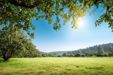 Naklejka premium Sunny day in lush green meadow with trees and clear blue sky