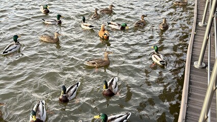 Ducks are seen Relaxing on a Lush, Green Lawn under the Warm Sunlight in the Afternoon. A peaceful flock of ducks is resting together on a lush green lawn, basking under the bright sunlight of day