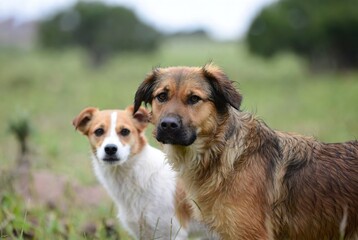 Two charming dogs with different coats standing in a lush green field on a cloudy day