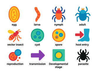 Parasite Life Cycle Icons. Flat vector icons of parasite life cycle elements: egg, larva, nymph, adult parasite, vector insect,