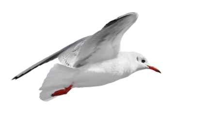 Close up Common Black-headed Gull in flight isolated on white, Larus ridibundus, clipping path