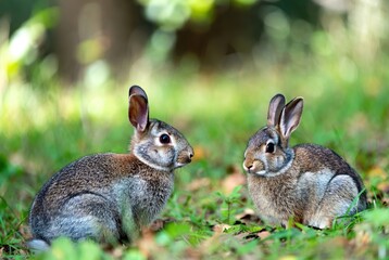 Fototapeta premium Two curious wild rabbits interacting in a vibrant green meadow during springtime
