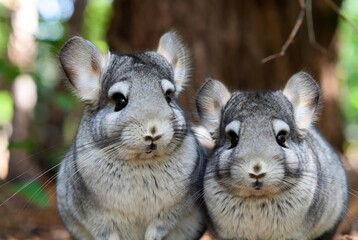 Obraz premium Two adorable chinchillas with soft grey fur posing together in a natural outdoor setting