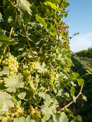 grapevines with ripe white grapes in southern balaton vineyard