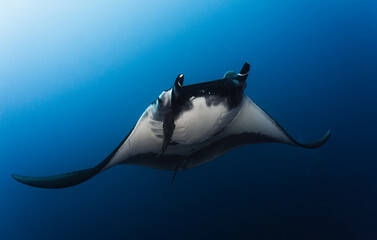 manta ray in revillagigedo