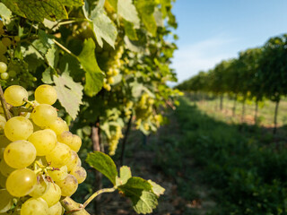 closeup of white grapes on vine in sunny vineyard