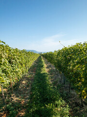 vineyard rows at southern balaton hillside under blue sky