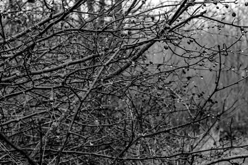 Black and white photograph with the background of a mysterious forest shrouded in winter fog.