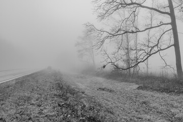 Black and white photograph with the background of a mysterious forest shrouded in winter fog.