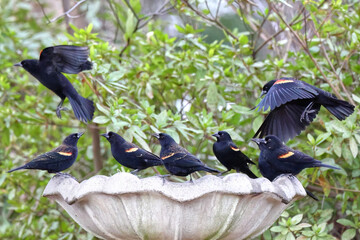 Flock of red winged blackbirds flocking at birdbath. 