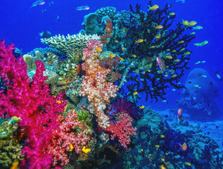 Coral reef off the coast of island in South, underwater Fiji Pacific