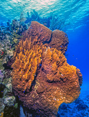 giant barrel sponge,Xestospongia muta