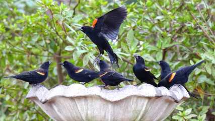 Flock of red winged blackbirds flocking at birdbath. 
